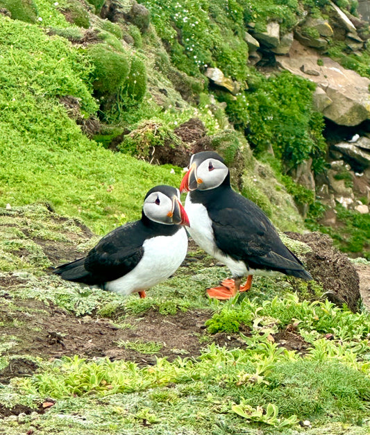 Puffin bird, Great Saltee Island, Ireland