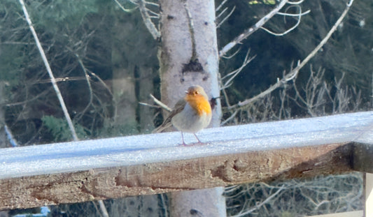 The Robin Redbreast's Treasure Hunt - Irish Poem