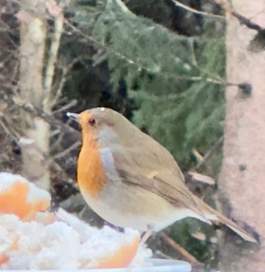 Robin red breast bird